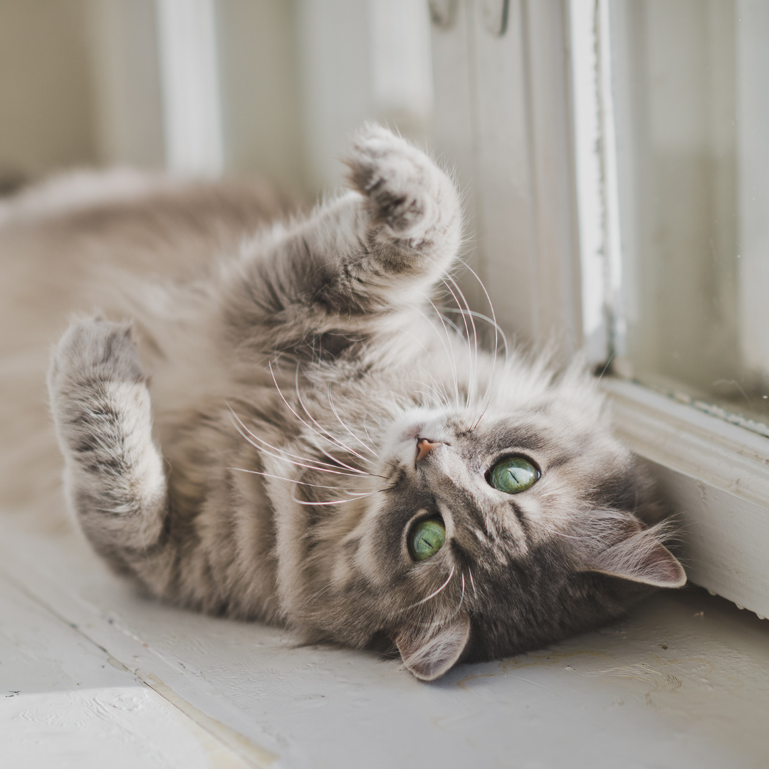 Indoor-Beschäftigungsideen für Katzen