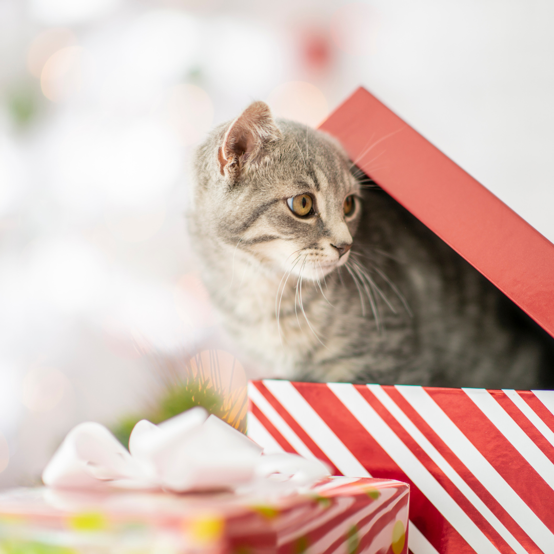 Geschenke für Katzen und Katzenbesitzer – Der Geschenkeguide nicht nur zu Weihnachten
