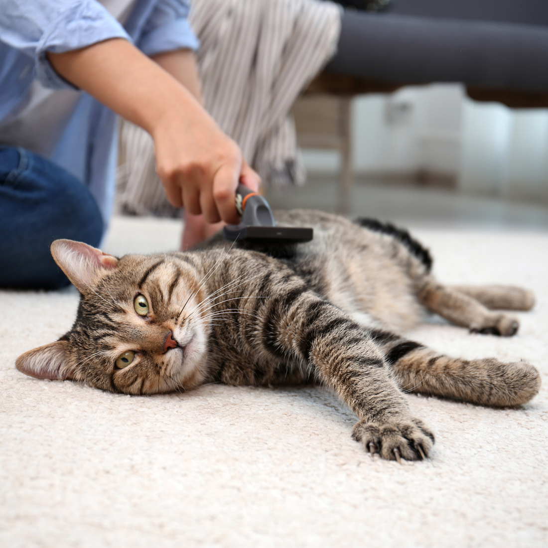 Fellpflege für Katzen – Besonders im Fellwechsel wichtig